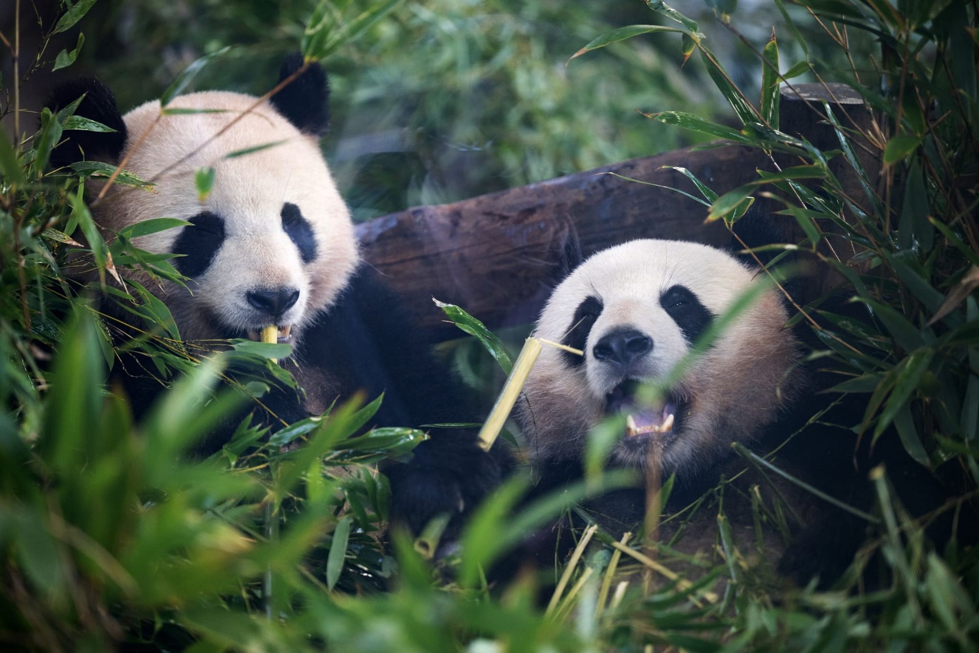 Pandas