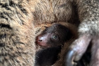 Nachwuchs im Tierpark Berlin: Ein kleiner Bärenkuskus kam zur Welt.