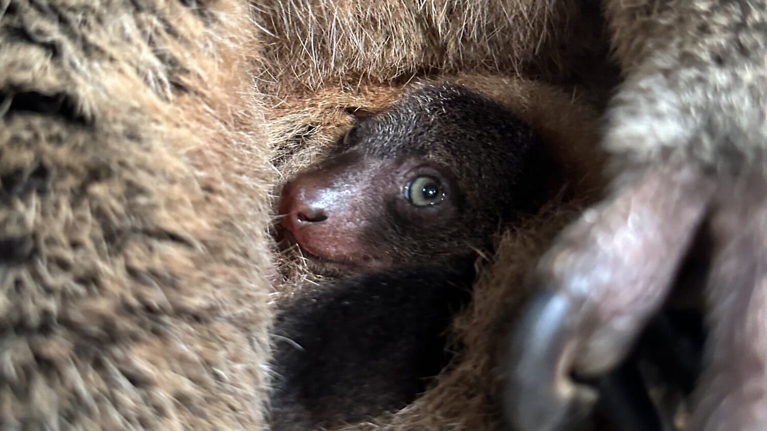 Nachwuchs im Tierpark Berlin: Ein kleiner Bärenkuskus kam zur Welt.