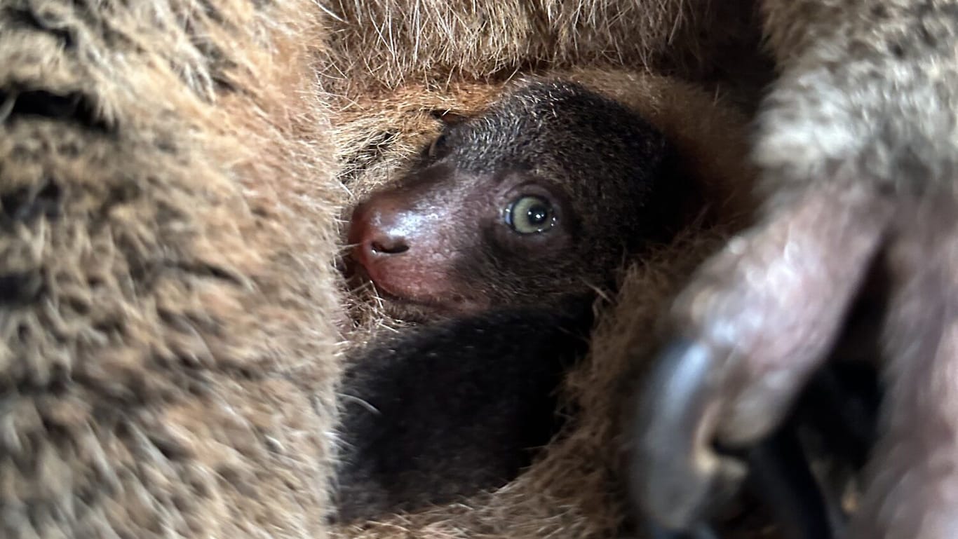 Nachwuchs im Tierpark Berlin: Ein kleiner Bärenkuskus kam zur Welt.