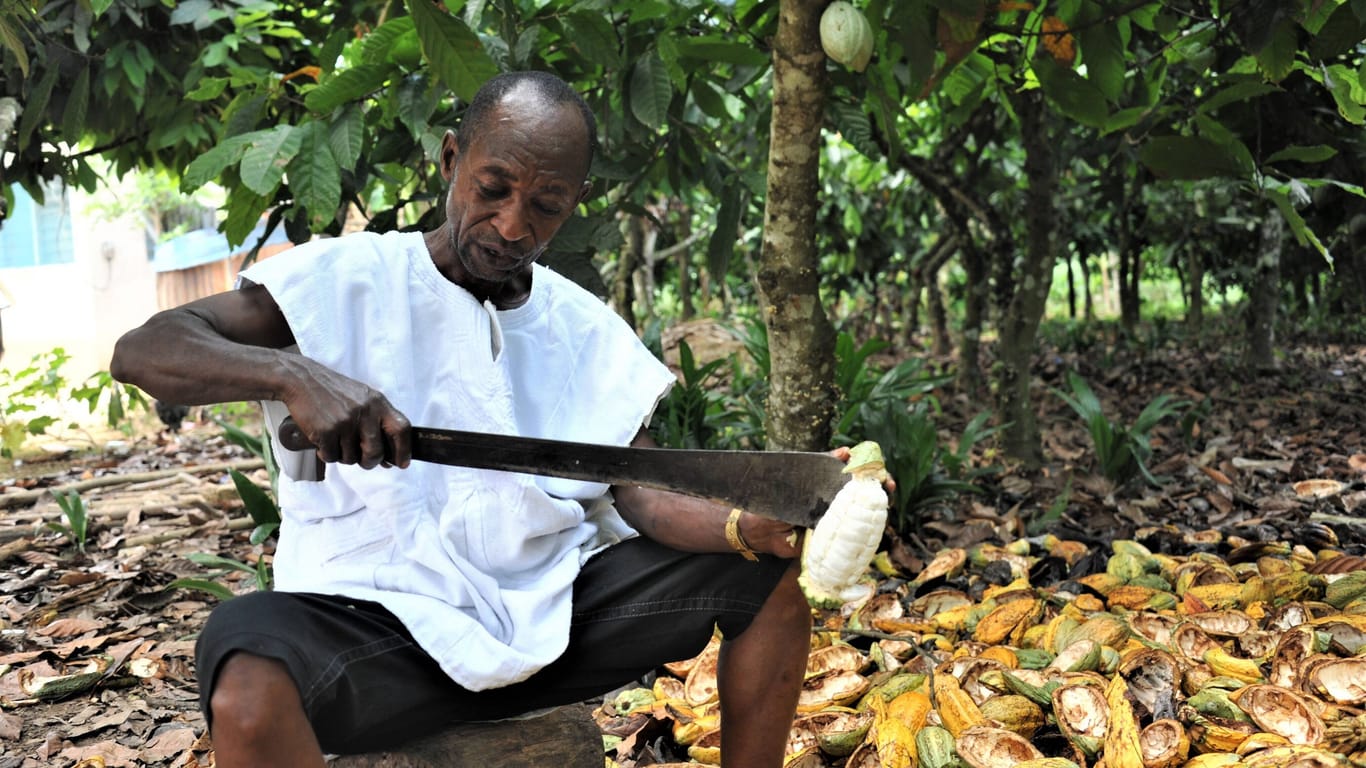 Ein Kakaobauer in Ghana erntet Bohnen aus einer Kakaoschote (Symbolfoto): In der ghanaischen Kakaobranche ist Kinderarbeit weit verbreitet.