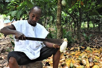Ein Kakaobauer in Ghana erntet Bohnen aus einer Kakaoschote (Symbolfoto): In der ghanaischen Kakaobranche ist Kinderarbeit weit verbreitet.