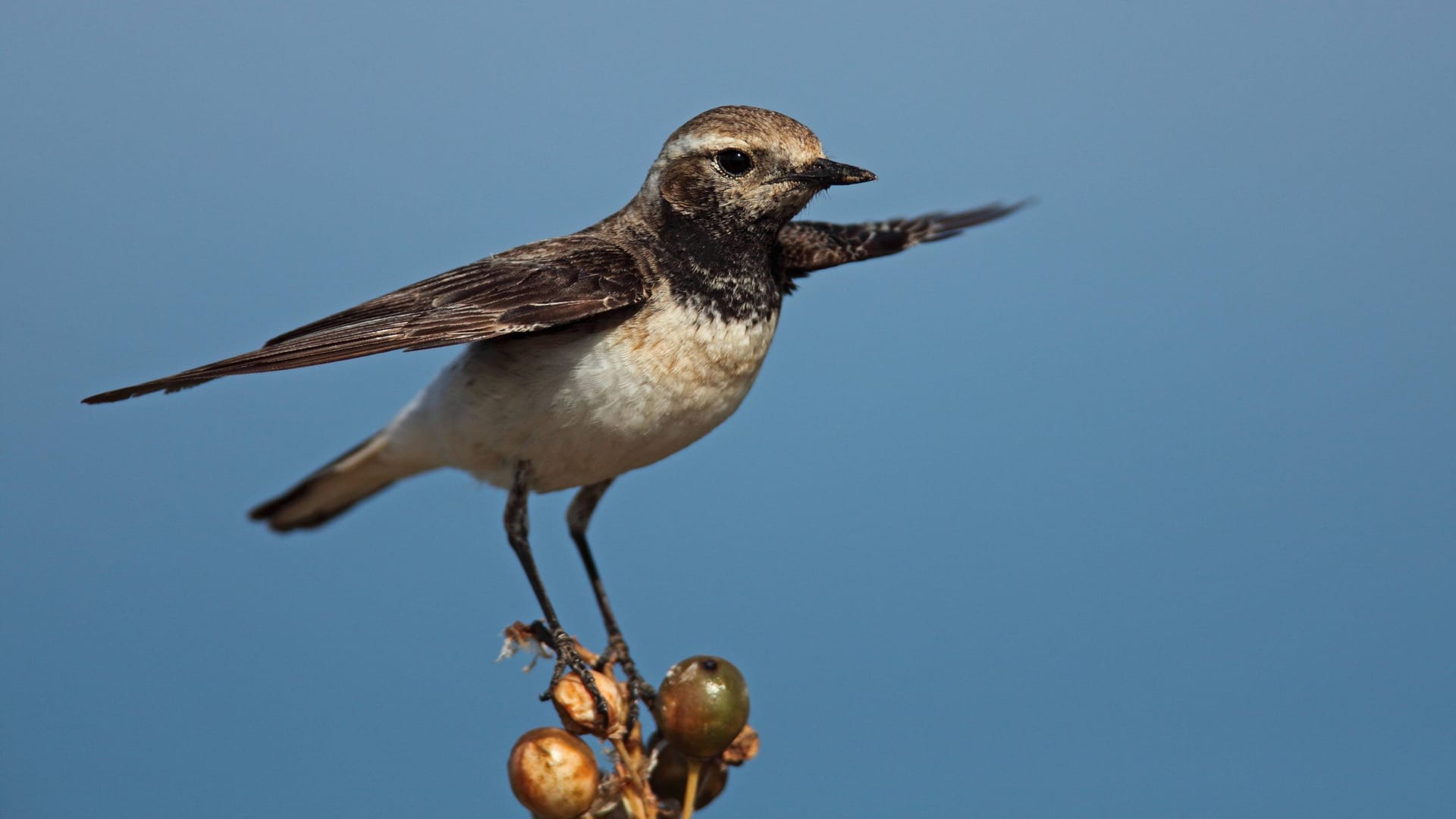 Ein Nonnensteinschmätzer sitzt auf einem Ast: Zur Brutzeit findet man den Vogel in Zentralasien, im Winter in Afrika, jedoch nur sehr selten an der Nordsee.