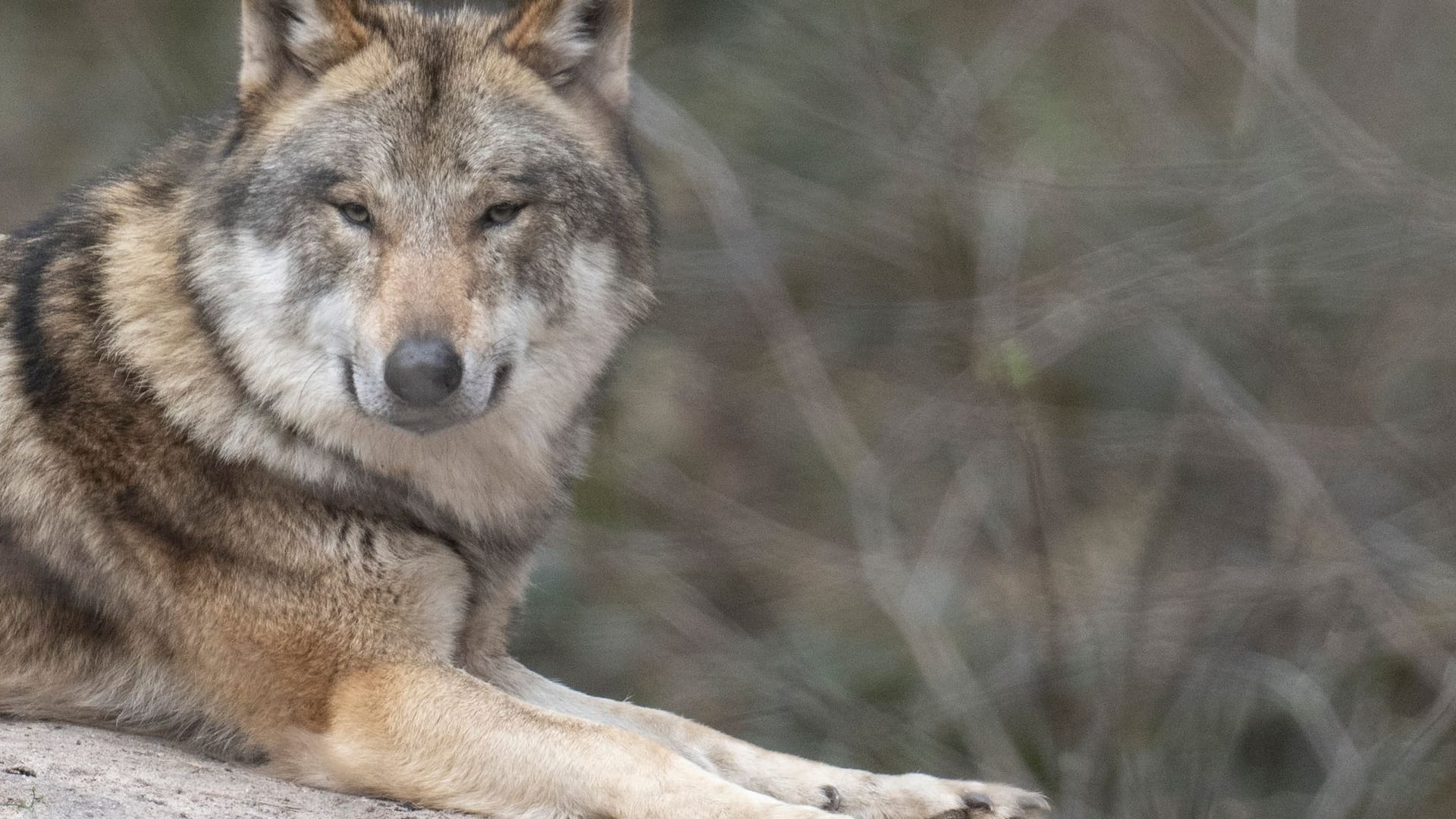 Europäischer Wolf