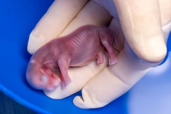 Nashorn-Embryo