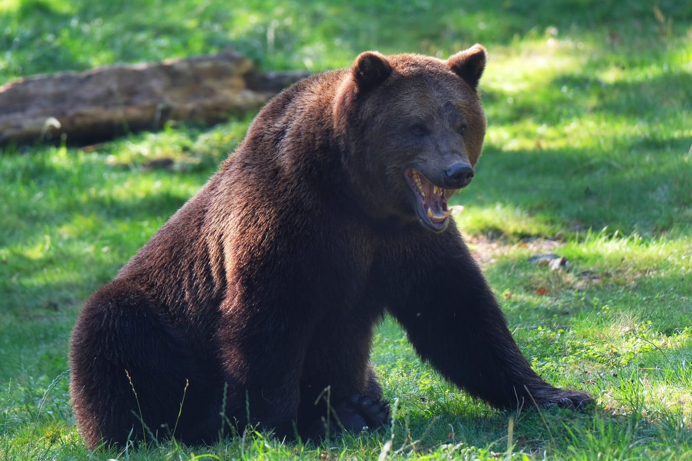 Der europäische Braunbär (Archivbild): In Slowenien wurde ein Hirte von einem Bären verletzt.