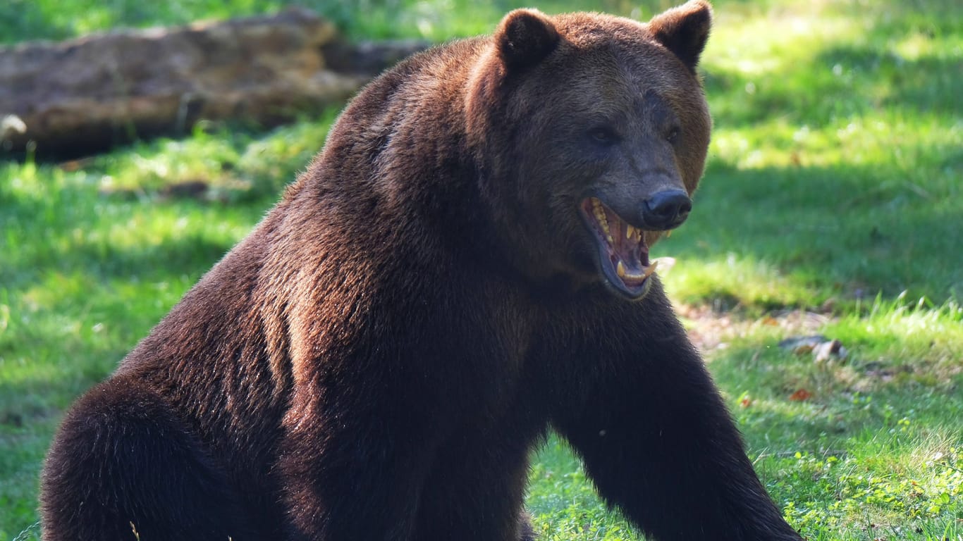 Der europäische Braunbär (Archivbild): In Slowenien wurde ein Hirte von einem Bären verletzt.