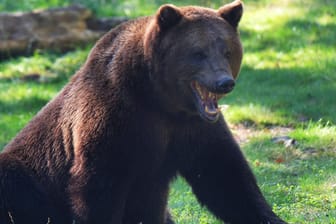 Der europäische Braunbär (Archivbild): In Slowenien wurde ein Hirte von einem Bären verletzt.