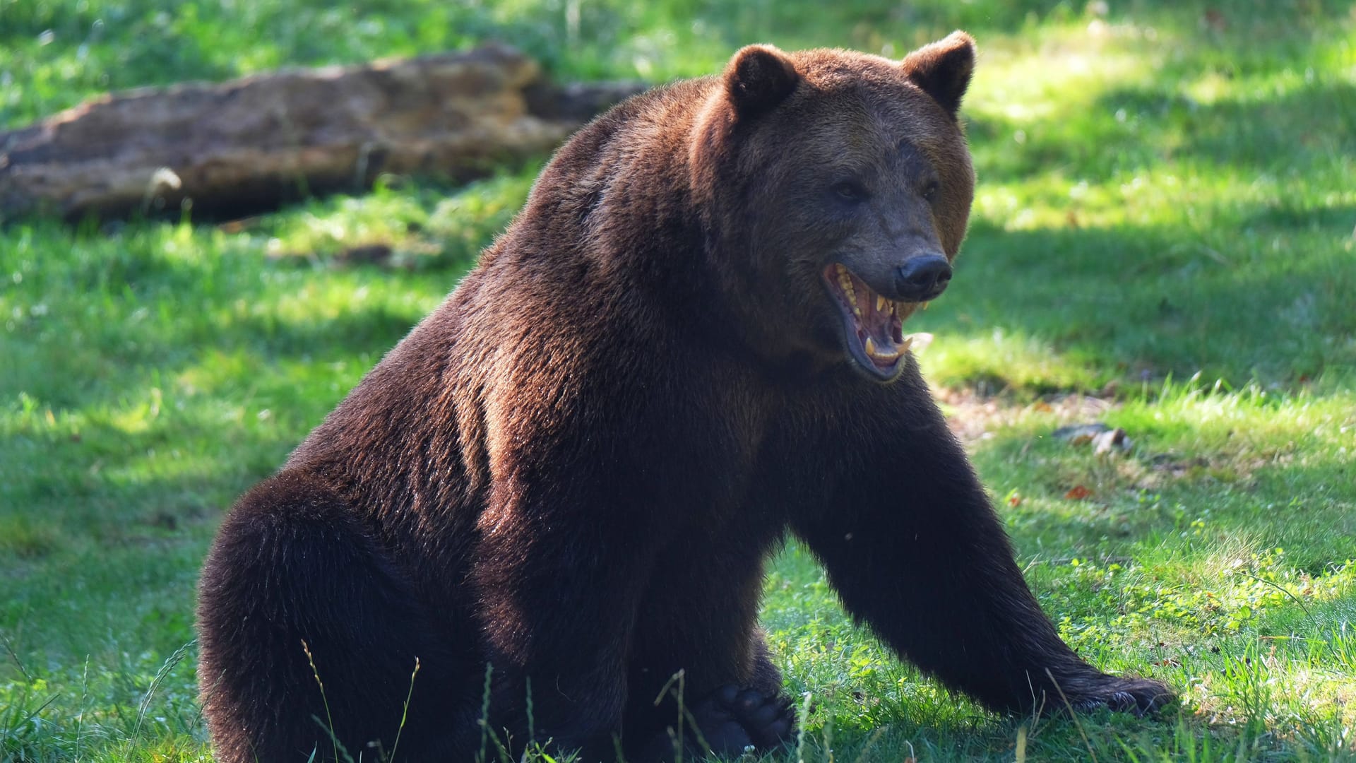 Der europäische Braunbär (Archivbild): In Slowenien wurde ein Hirte von einem Bären verletzt.