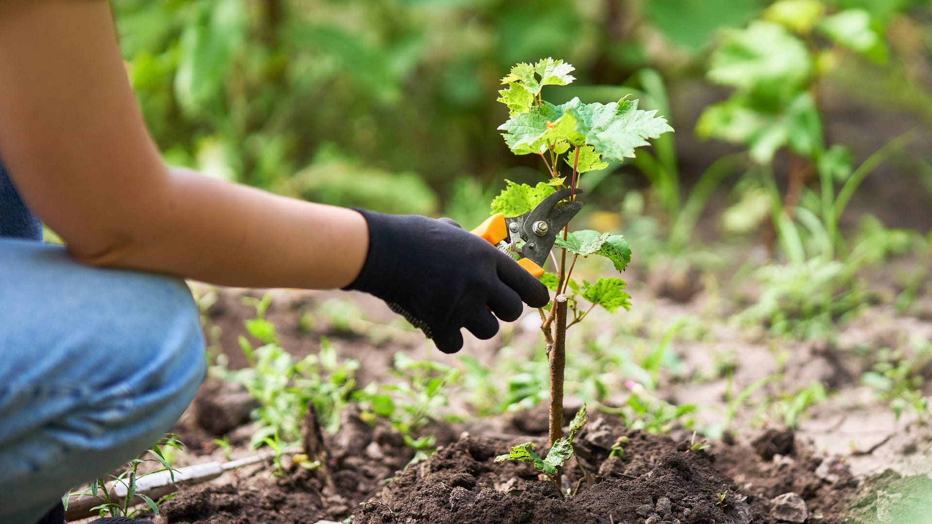 Die passende Gartenschere macht die Frühlingsgartenarbeit leichter.