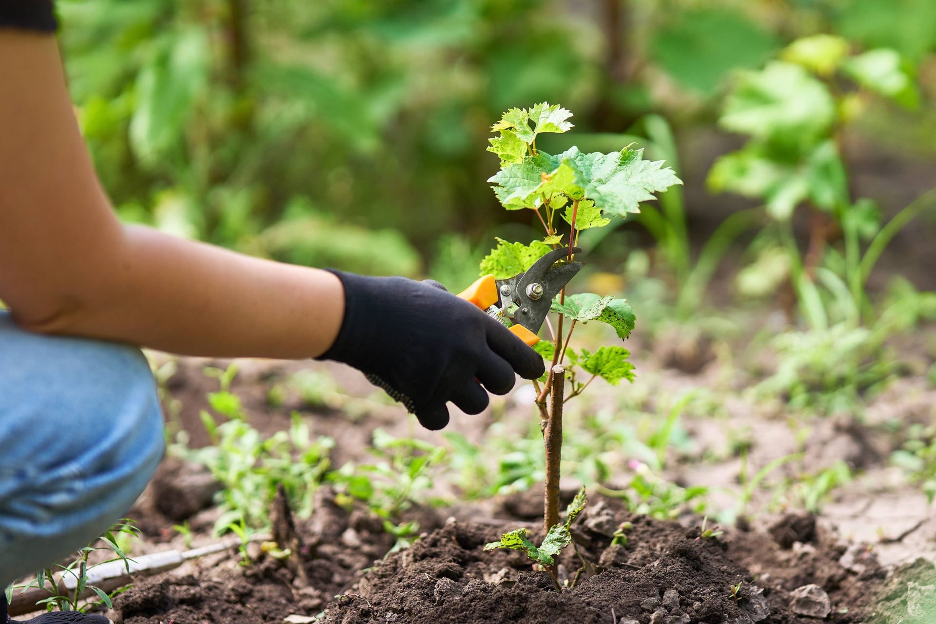 Die passende Gartenschere macht die Frühlingsgartenarbeit leichter.