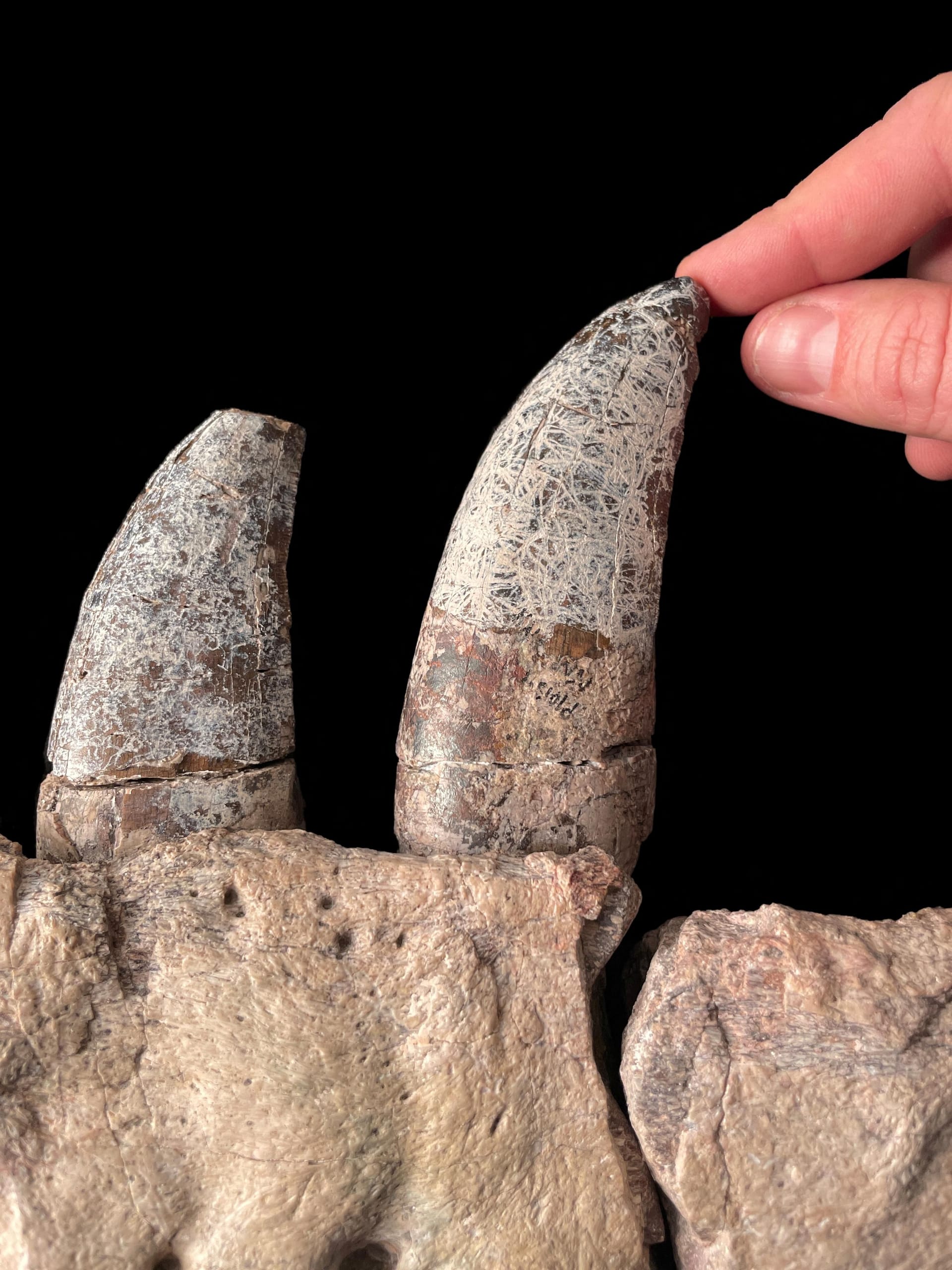 Größenvergleich: Die Finger eines Menschen berühren die spitze eines der riesigen Reißzähne von Tyrannosaurus Mcraeensis.