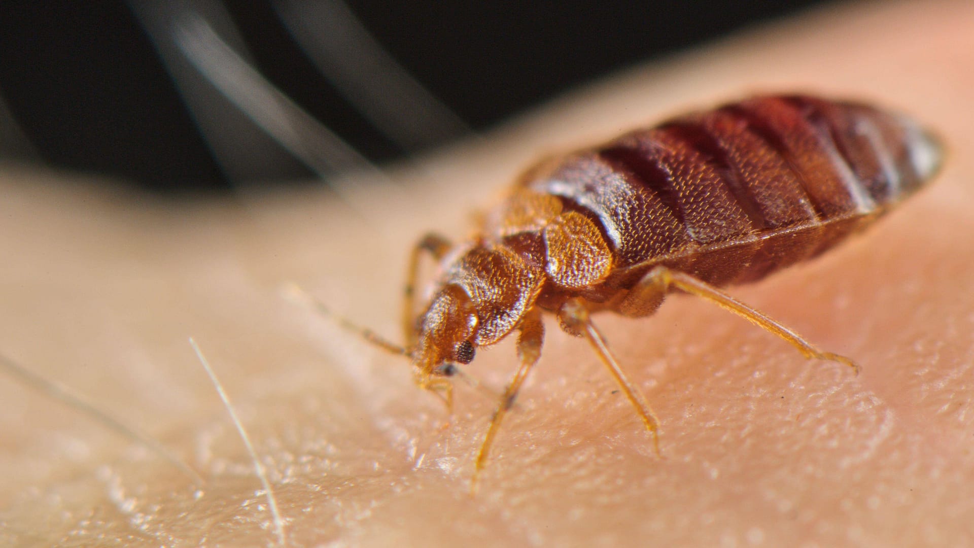 Bettwanze (Symbolbild): Bettwanzen sind gegen die meisten herkömmlichen Insektizide resistent.