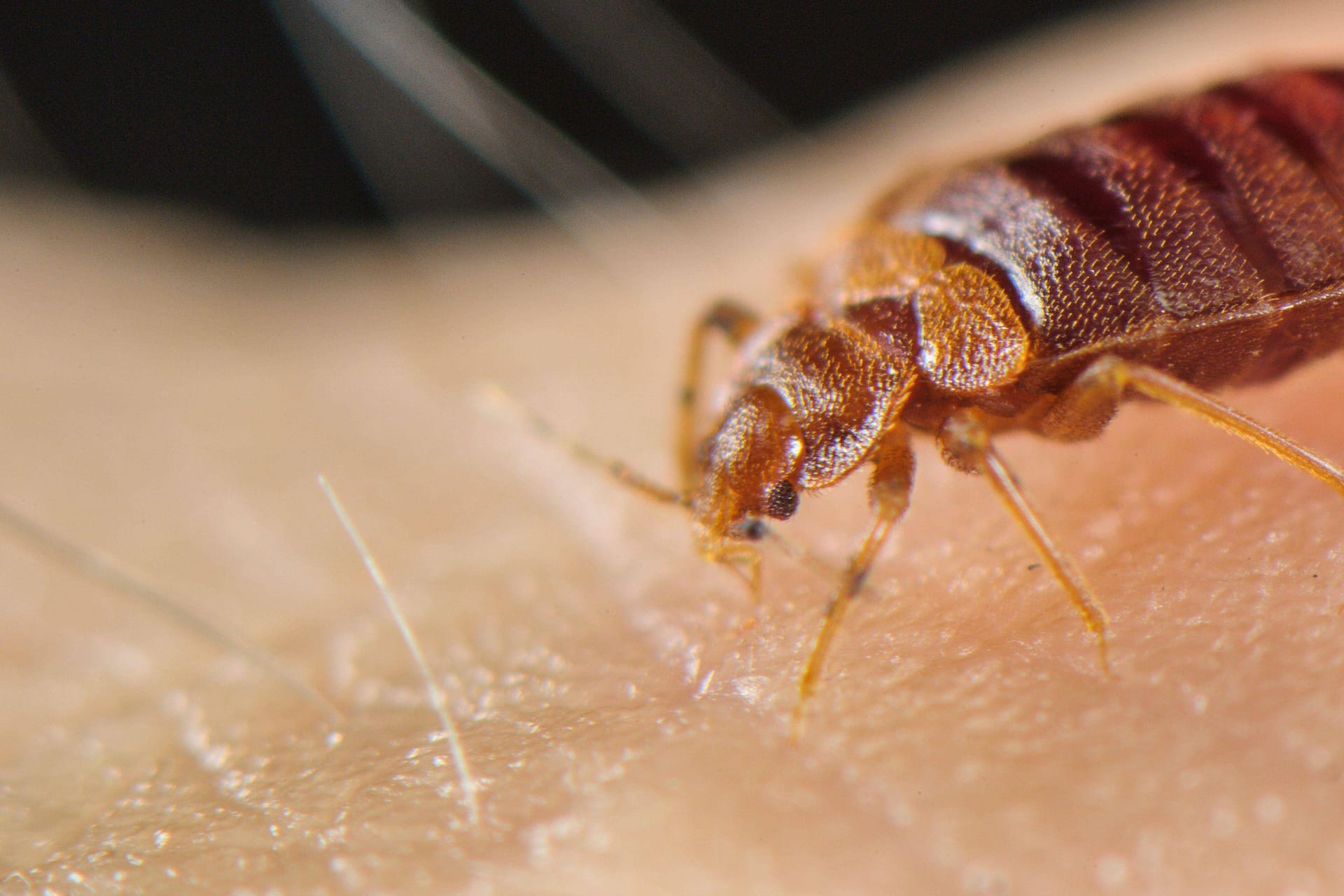 Bettwanze (Symbolbild): Bettwanzen sind gegen die meisten herkömmlichen Insektizide resistent.