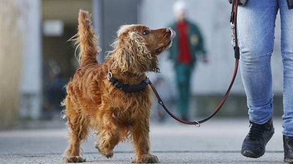 Berlin: Seit 13 Jahren wohnt Cocker Spaniel Sunny im Tierheim Berlin.