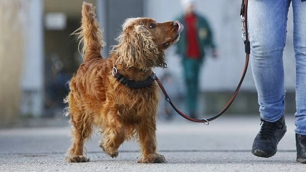 Berlin: Seit 13 Jahren wohnt Cocker Spaniel Sunny im Tierheim Berlin.