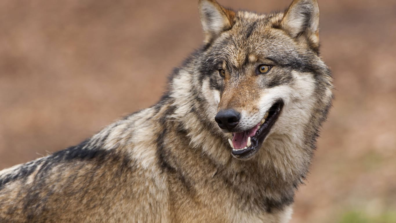 In Hessen haben sich innerhalb eines Monats, Wölfe an mehreren Nutztieren vergriffen (Symbolfoto).