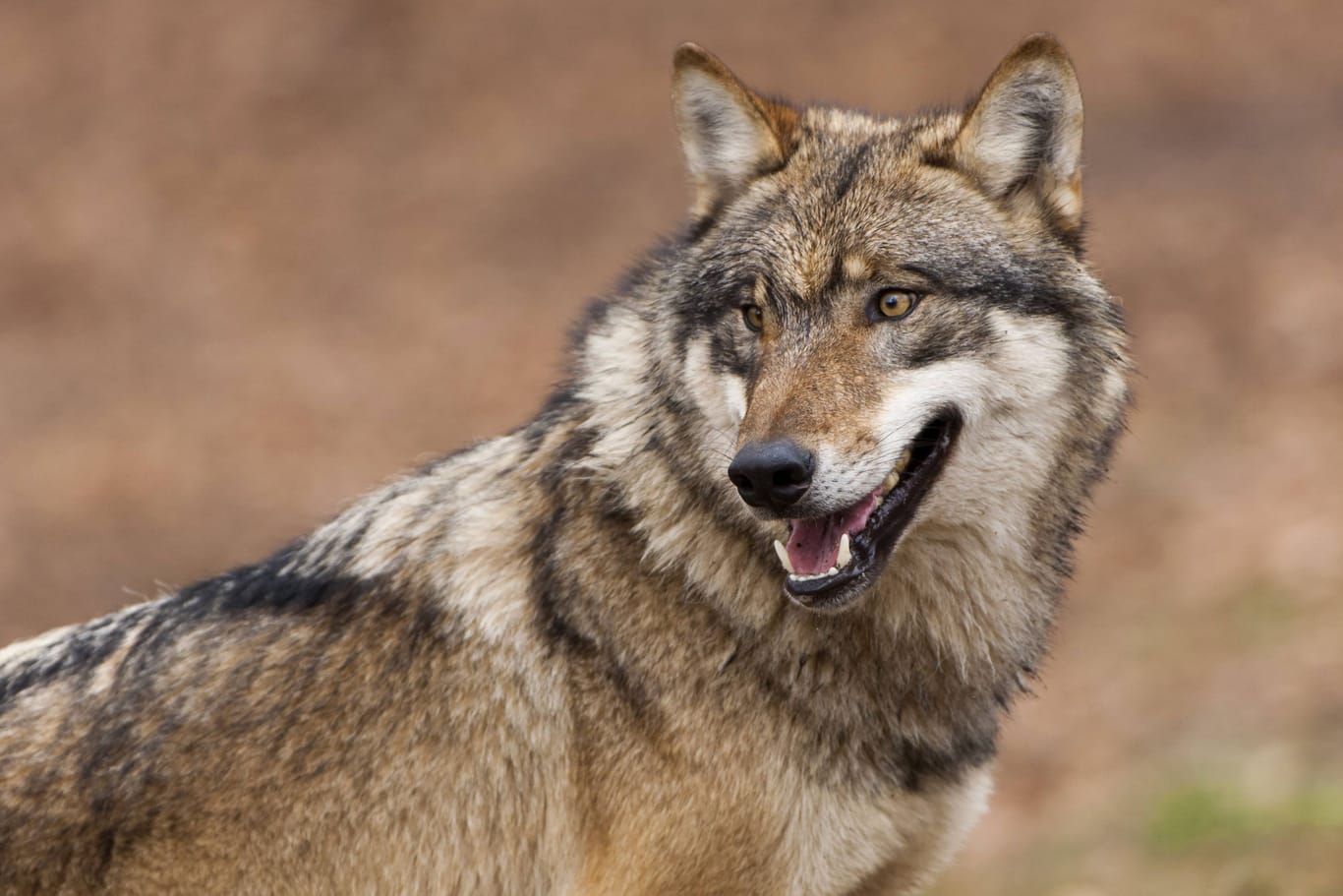 In Hessen haben sich innerhalb eines Monats, Wölfe an mehreren Nutztieren vergriffen (Symbolfoto).