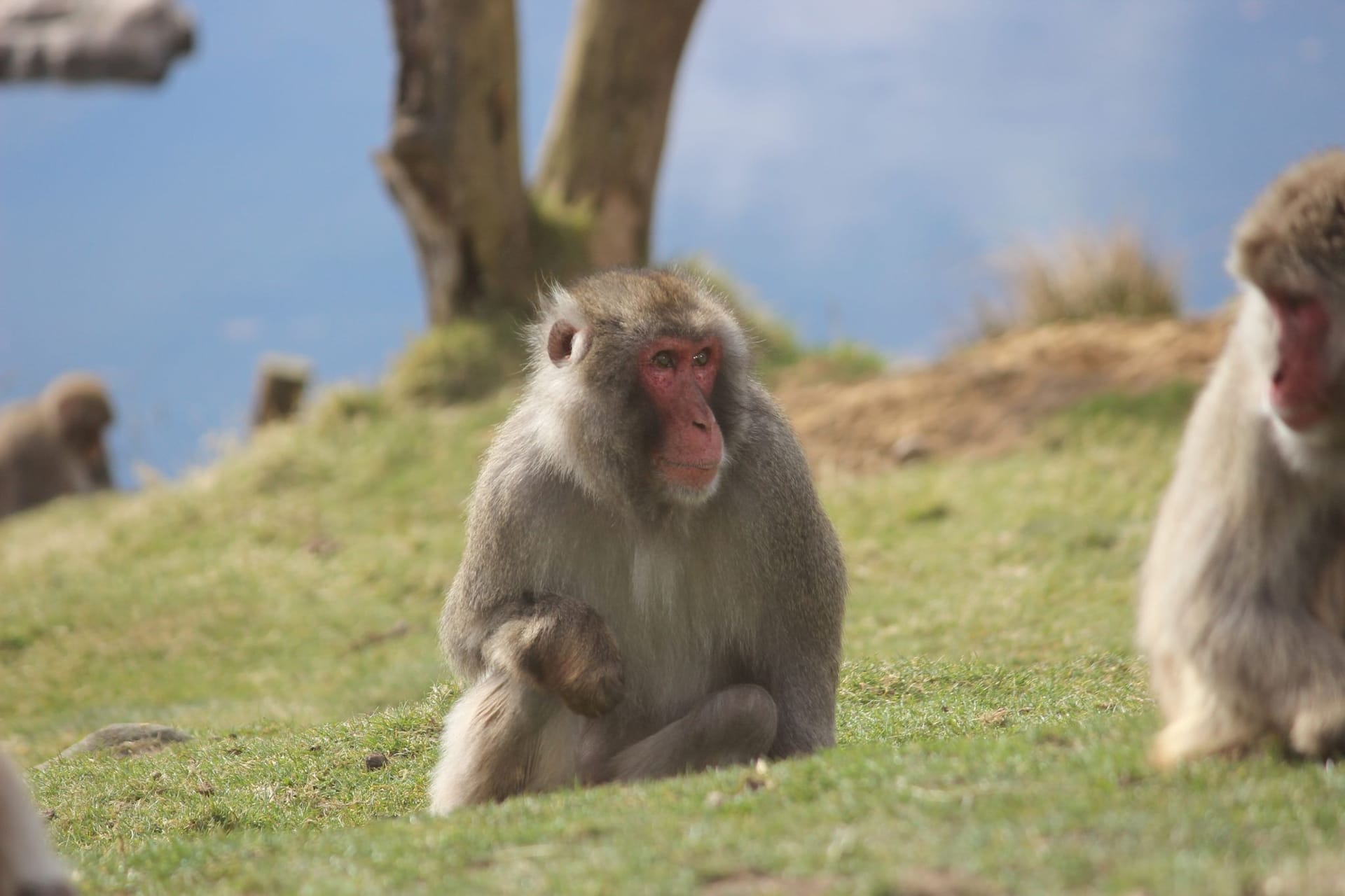 Japanmakak im Highland Wildlife Park