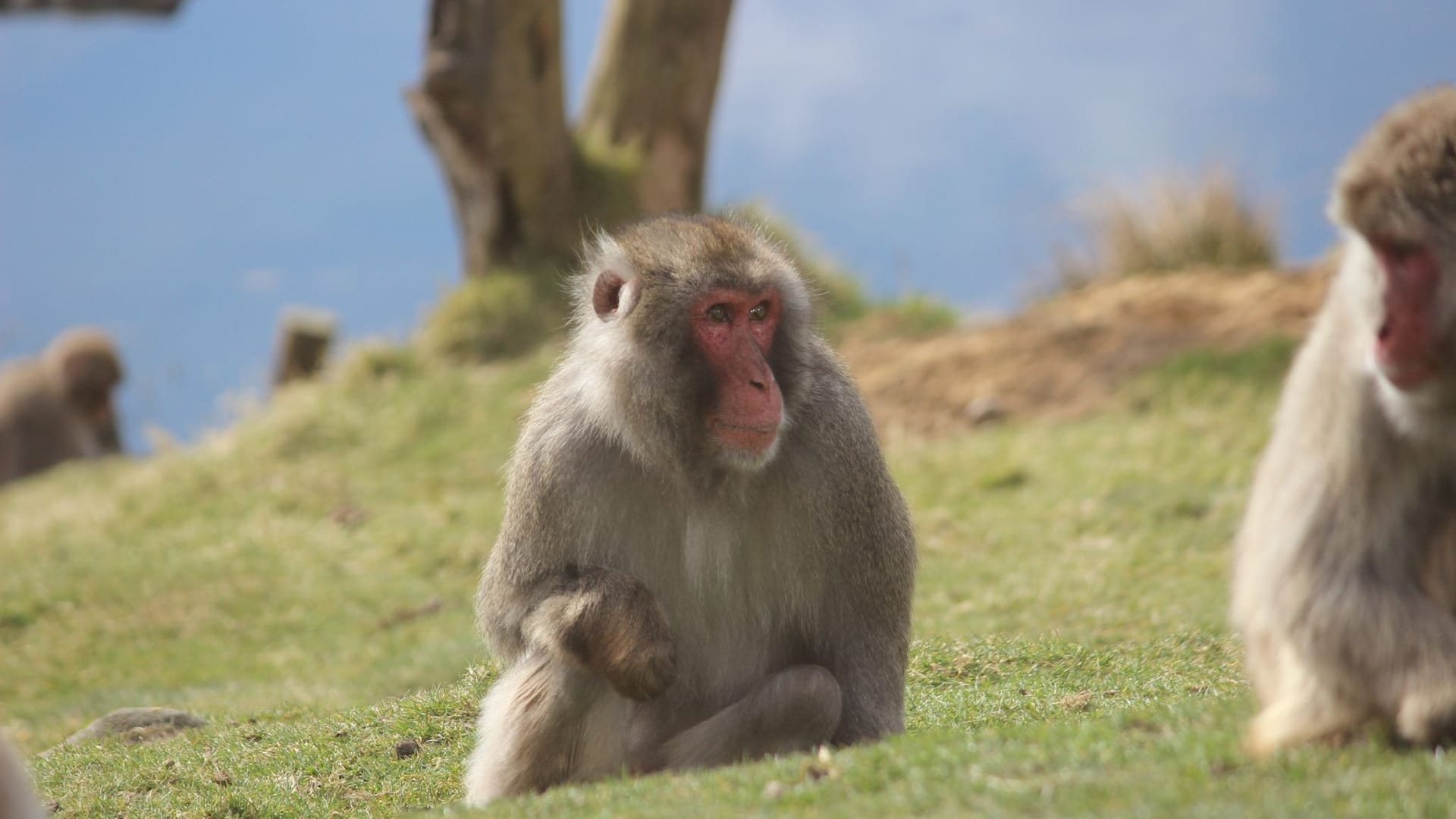Japanmakak im Highland Wildlife Park Japanmakak im Highland Wildlife Park