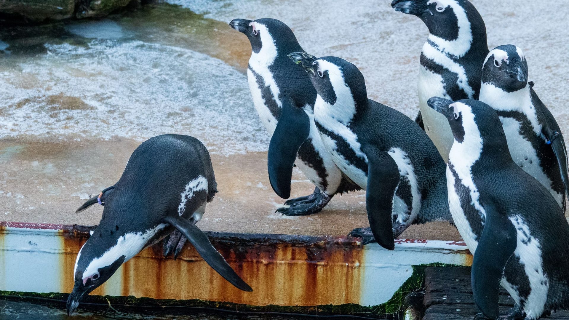 Inventur im Zoo Hannover