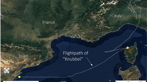 Knubbels Route: Insgesamt hat Knubbel in drei Flugetappen eine Strecke von 1.320 Kilometer zurückgelegt, bei einer mittleren Fluggeschwindigkeit von 57 km/h.