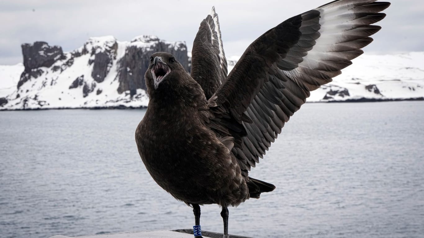 Erstmals haben britische Wissenschaftler nach eigenen Angaben die Vogelgrippe bei Säugetieren nahe der Antarktis entdeckt.