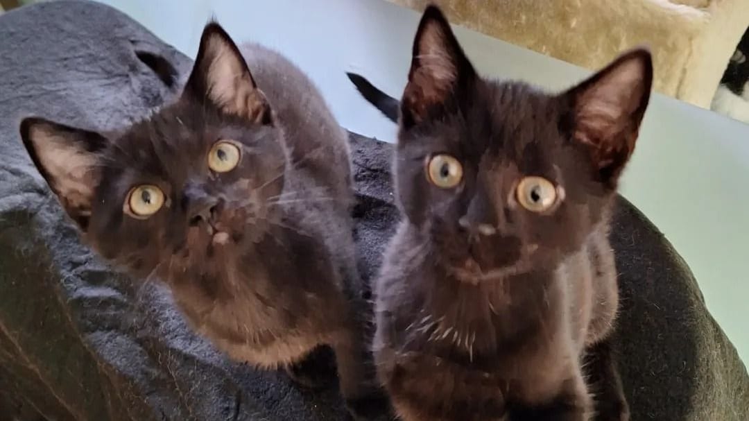 Die beiden Kater im Tierheim: Mittlerweile sind sie schon drei Monate alt.