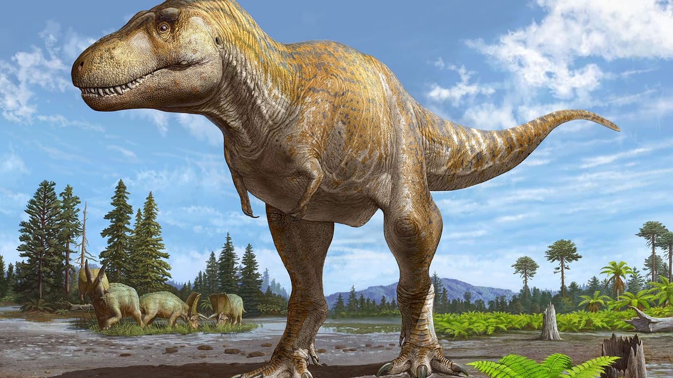 Ein Rendering des Künstlers Sergey Krasovkiy von Tyrannosaurus mcraeensis, einem neu entdeckten Verwandten von T-Rex. Ein Schädelteil, der im New Mexico Museum of Natural History & Science ausgestellt ist, war ein wichtiger Bestandteil der Entdeckung.