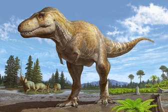 Ein Rendering des Künstlers Sergey Krasovkiy von Tyrannosaurus mcraeensis, einem neu entdeckten Verwandten von T-Rex. Ein Schädelteil, der im New Mexico Museum of Natural History & Science ausgestellt ist, war ein wichtiger Bestandteil der Entdeckung.