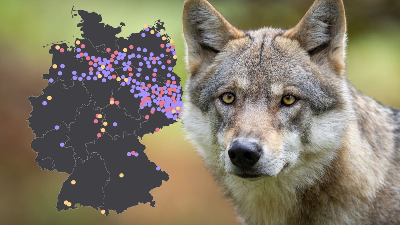 Der Wolf in Deutschland: Animationen zeigen, wie sich der Wolf seit 2000 in Deutschland verbreitet hat.