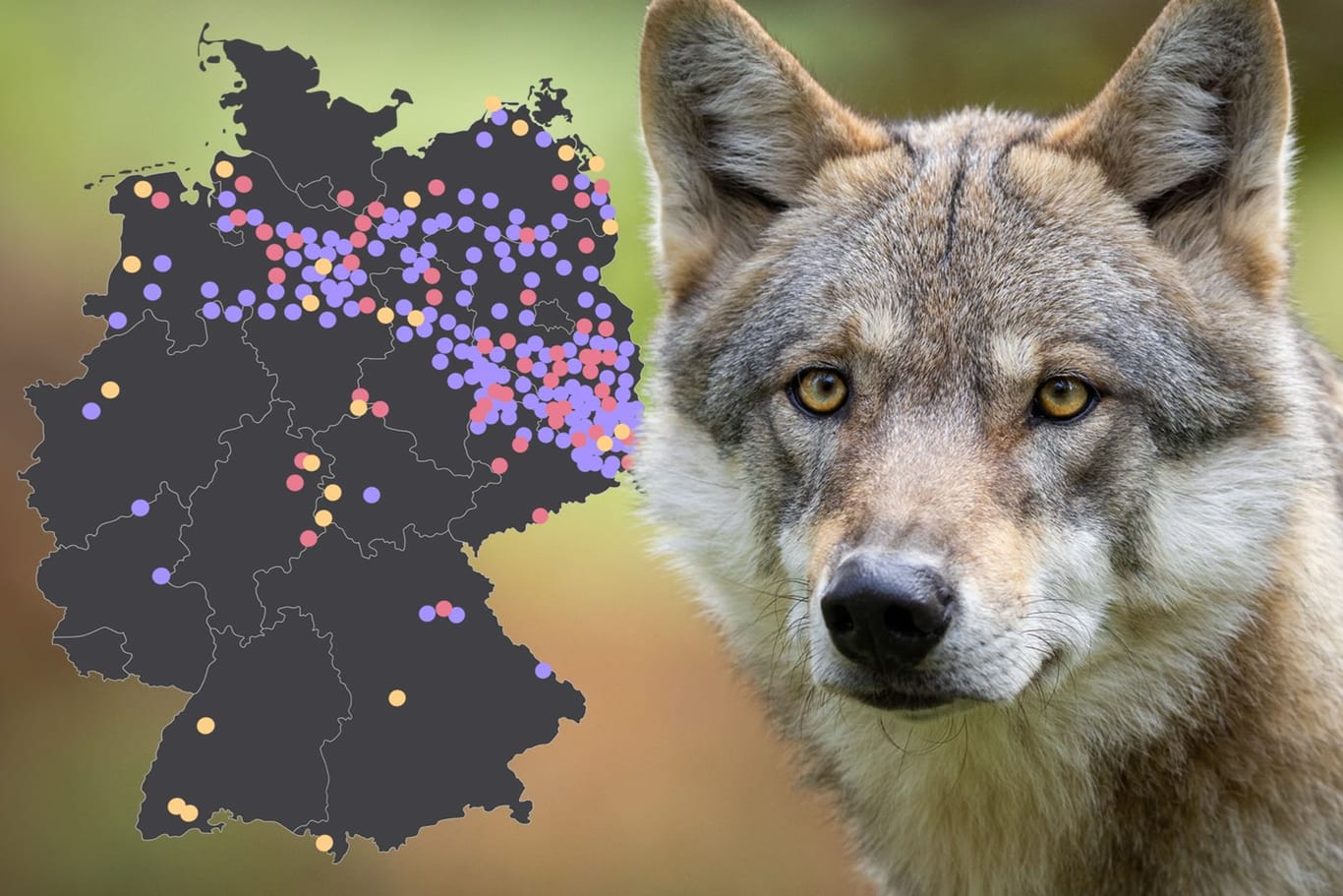 Der Wolf in Deutschland: Animationen zeigen, wie sich der Wolf seit 2000 in Deutschland verbreitet hat.