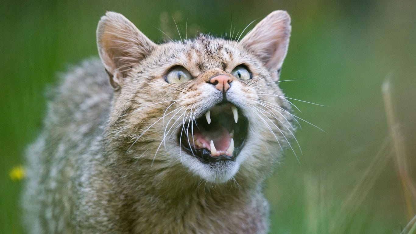 Eine Wildkatze (Felis silvestris) zeigt ihre Zähne: Der NABU betreibt im Harz ein Wildkatzengehege.