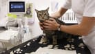 Eine Katze wird in einer Tierklinik behandelt (Symbolbild): Das Tier kämpft um sein Leben.