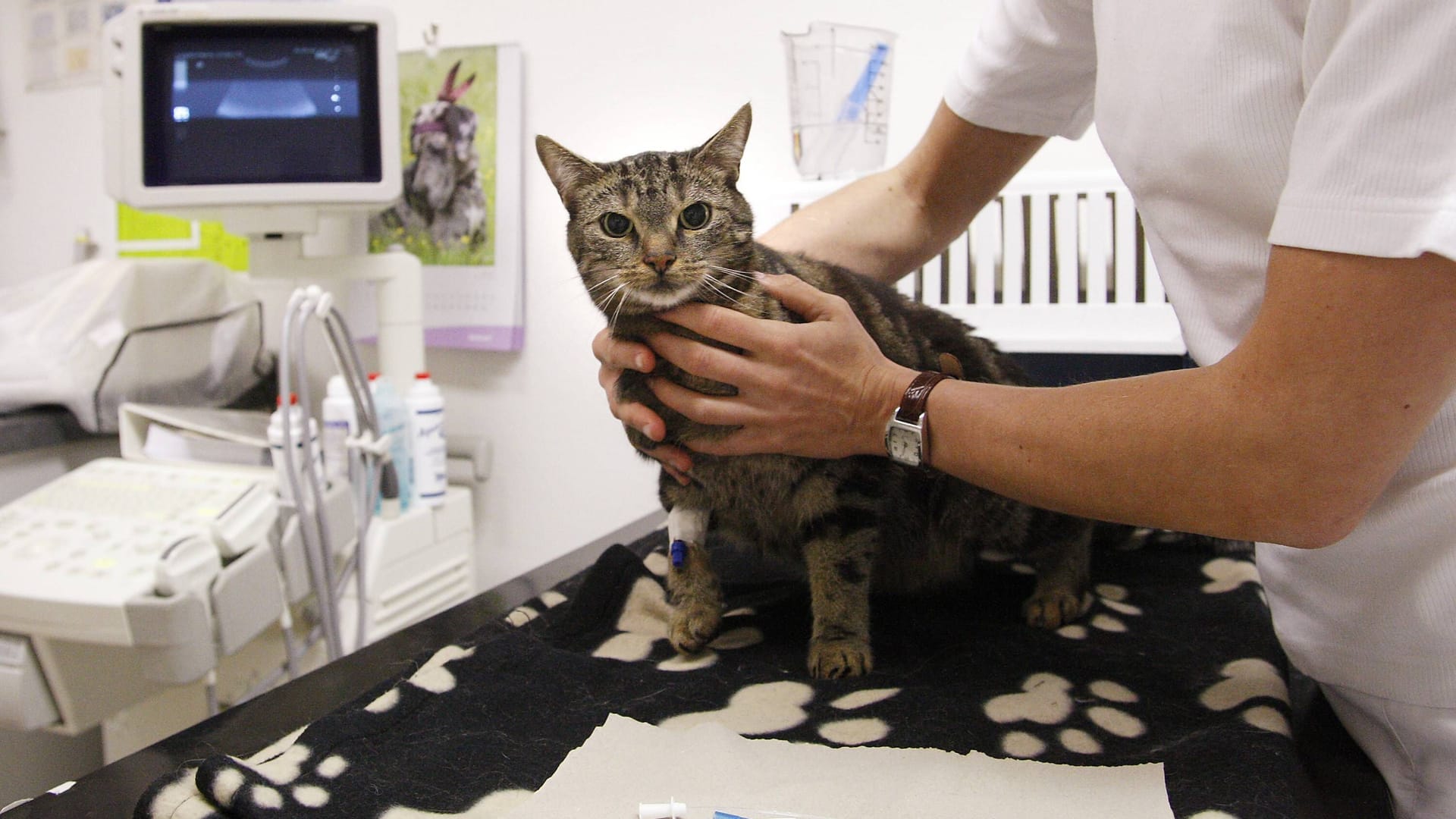 Eine Katze wird in einer Tierklinik behandelt (Symbolbild): Das Tier kämpft um sein Leben.