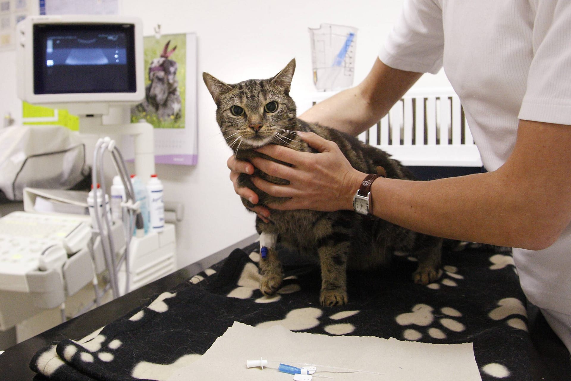 Eine Katze wird in einer Tierklinik behandelt (Symbolbild): Das Tier kämpft um sein Leben.