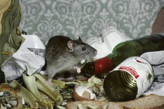 Ratte in Hausmüll (Symbolbild): In Großbritannien dieser Tage kein seltenes Bild, es soll sich vieler Orts eine regelrechte Rattenplage abspielen.