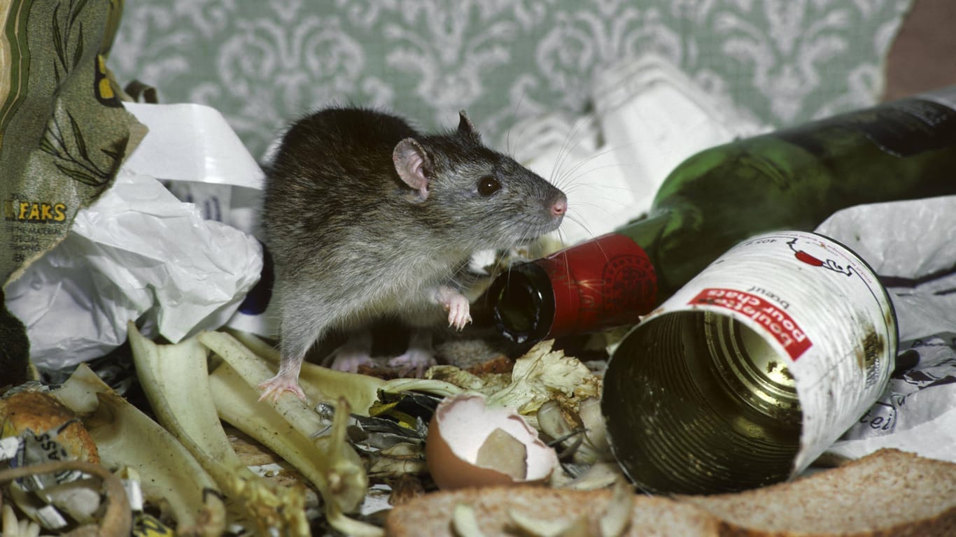 Ratte in Hausmüll (Symbolbild): In Großbritannien dieser Tage kein seltenes Bild, es soll sich vieler Orts eine regelrechte Rattenplage abspielen.