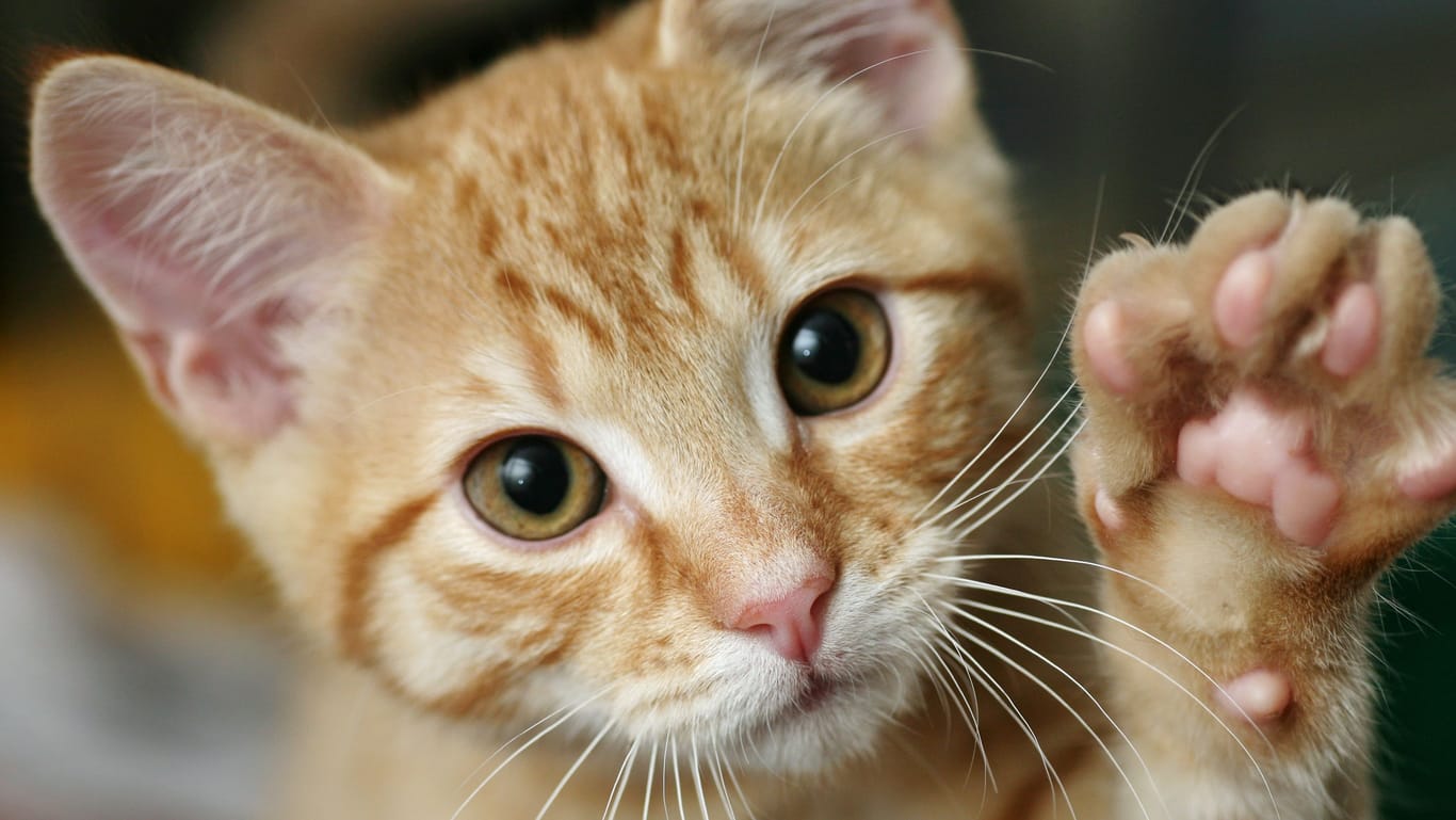 Eine Katze streckt ihre Pfote aus (Symbolbild): In Algermissen wurde einer Katze Leid angetan.