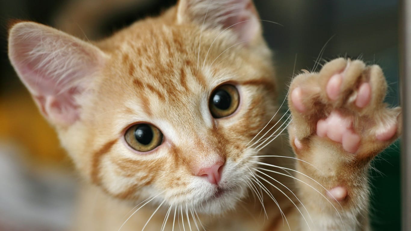 Eine Katze streckt ihre Pfote aus (Symbolbild): In Algermissen wurde einer Katze Leid angetan.