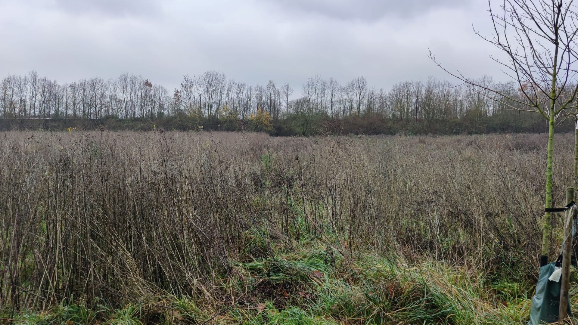 Waldfläche in Raderthal: Hier wächst seit zwei Jahren ein neuer Wald.