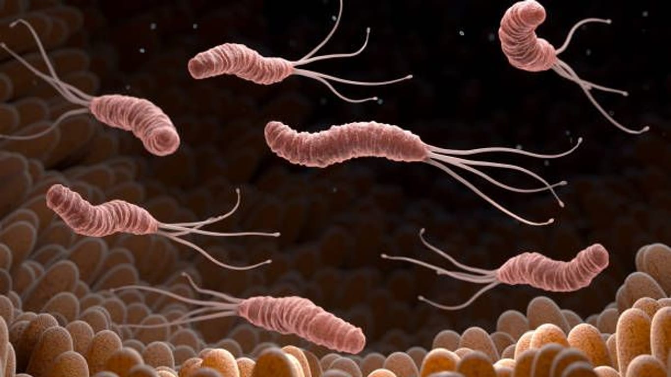 Bakterien im Magen (Symbolbild): Sie überleben trotz der Magensäure und können die Schleimhaut dauerhaft entzünden.