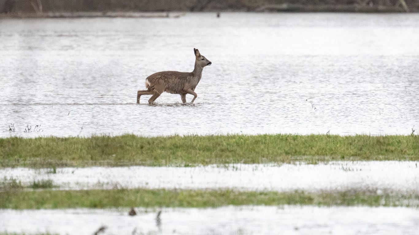 Ein Reh stakst über eine überflutete Wiese. Das Hochwasser ist nicht nur für Menschen und die Landwirtschaft eine Gefahr. Es hat auch Auswirkungen auf Wildtiere.