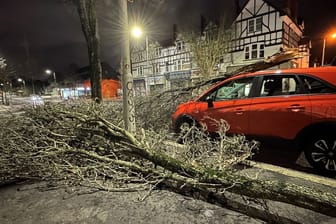 Sturm über Irland: In der nordirischen Hauptstadt Belfast sind mehrere Bäume umgestürzt.