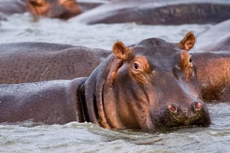 Nilpferde (Symbolbild): Die Flusspferde breiten sich als invasive Art sprunghaft in Kolumbien aus.