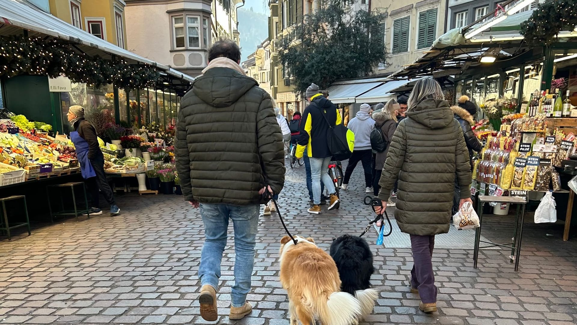 Hunde in Bozen Hunde in Bozen