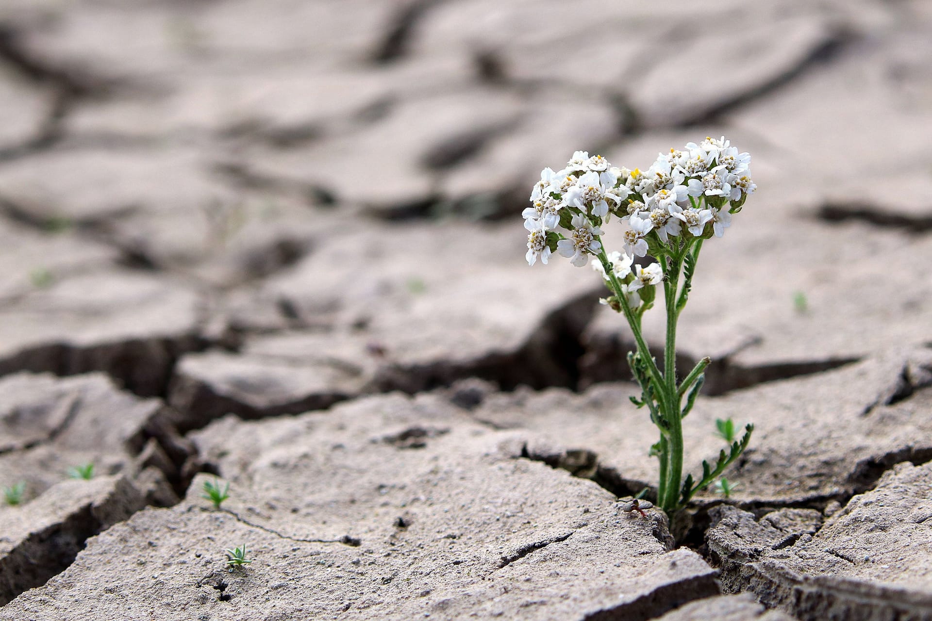 Blume auf ausgetrockneten Boden (Symbolbild): Der Humusgehalt vieler Böden geht immer weiter zurück.