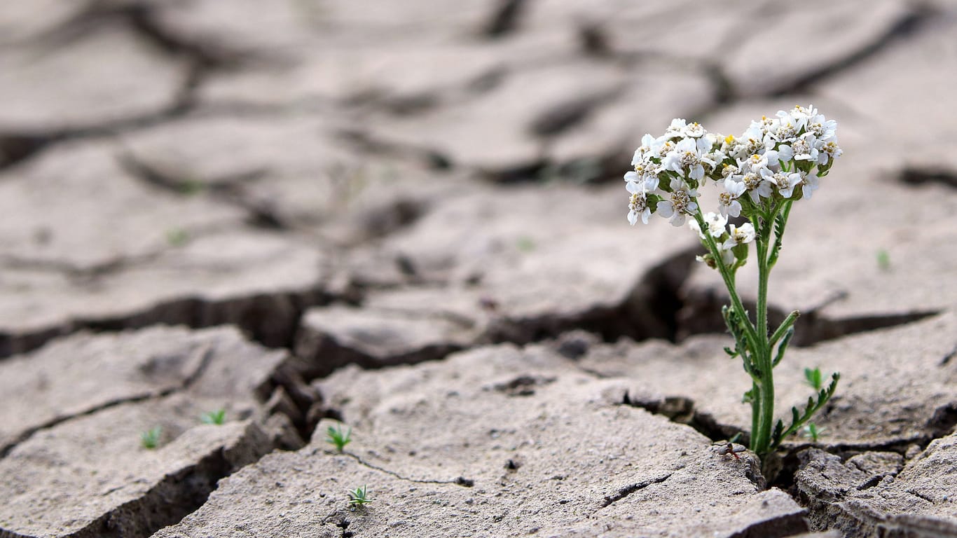 Blume auf ausgetrockneten Boden (Symbolbild): Der Humusgehalt vieler Böden geht immer weiter zurück.
