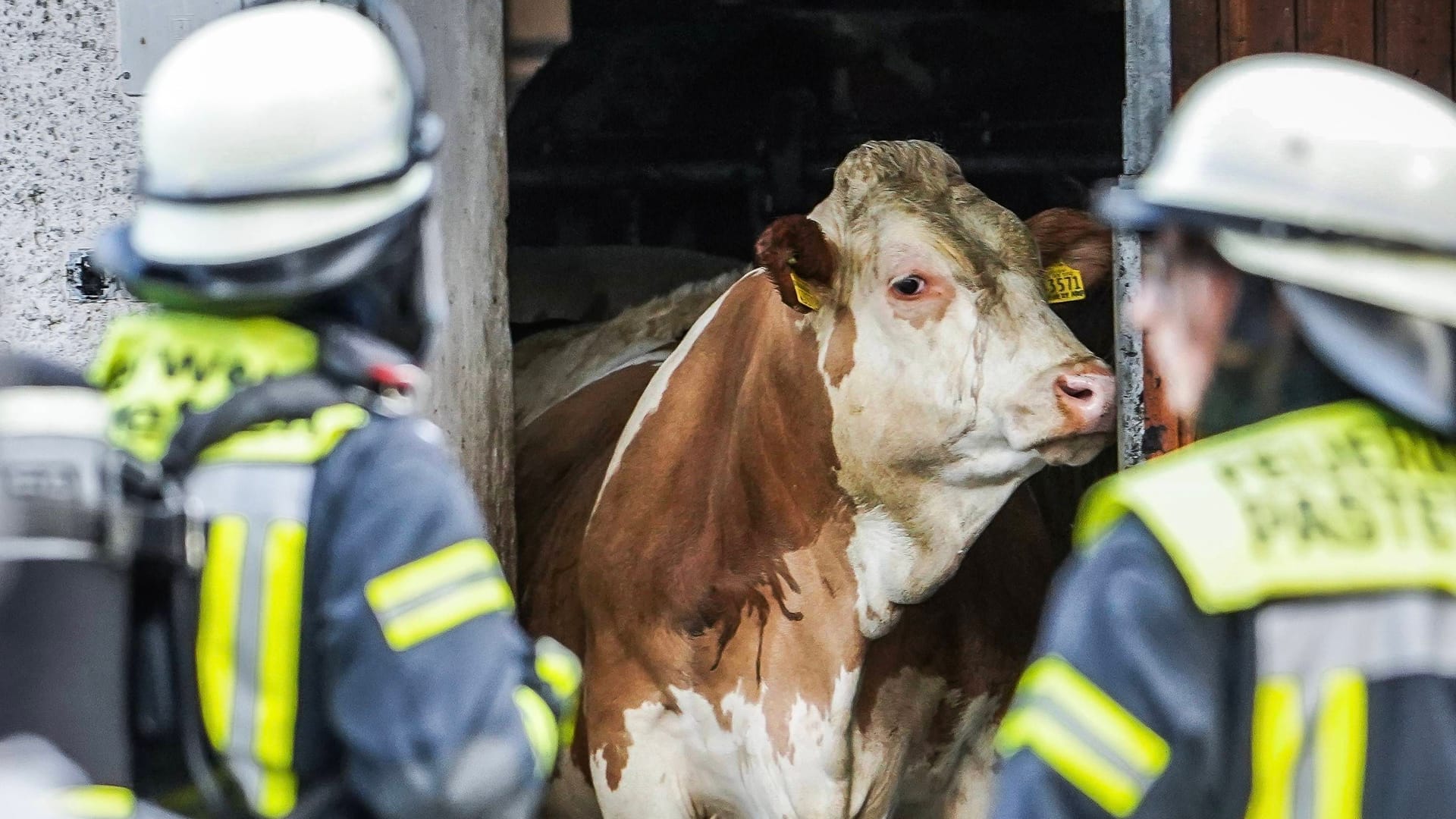 Feuerwehrleute stehen vor einem Stall mit einer Kuh (Symbolbild): Ein Tier ist in einer Güllegrube verendet. Feuerwehrleute stehen vor einem Stall mit einer Kuh (Symbolbild): Ein Tier ist in einer Güllegrube verendet.
