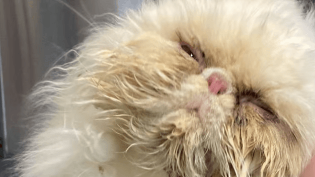 Kater "Pieps" kurz nach seiner ersten Operation. Das Tier wirkt noch ziemlich mitgenommen, aktuelle Fotos zeigen ihn in einem wesentlich besseren Zustand.